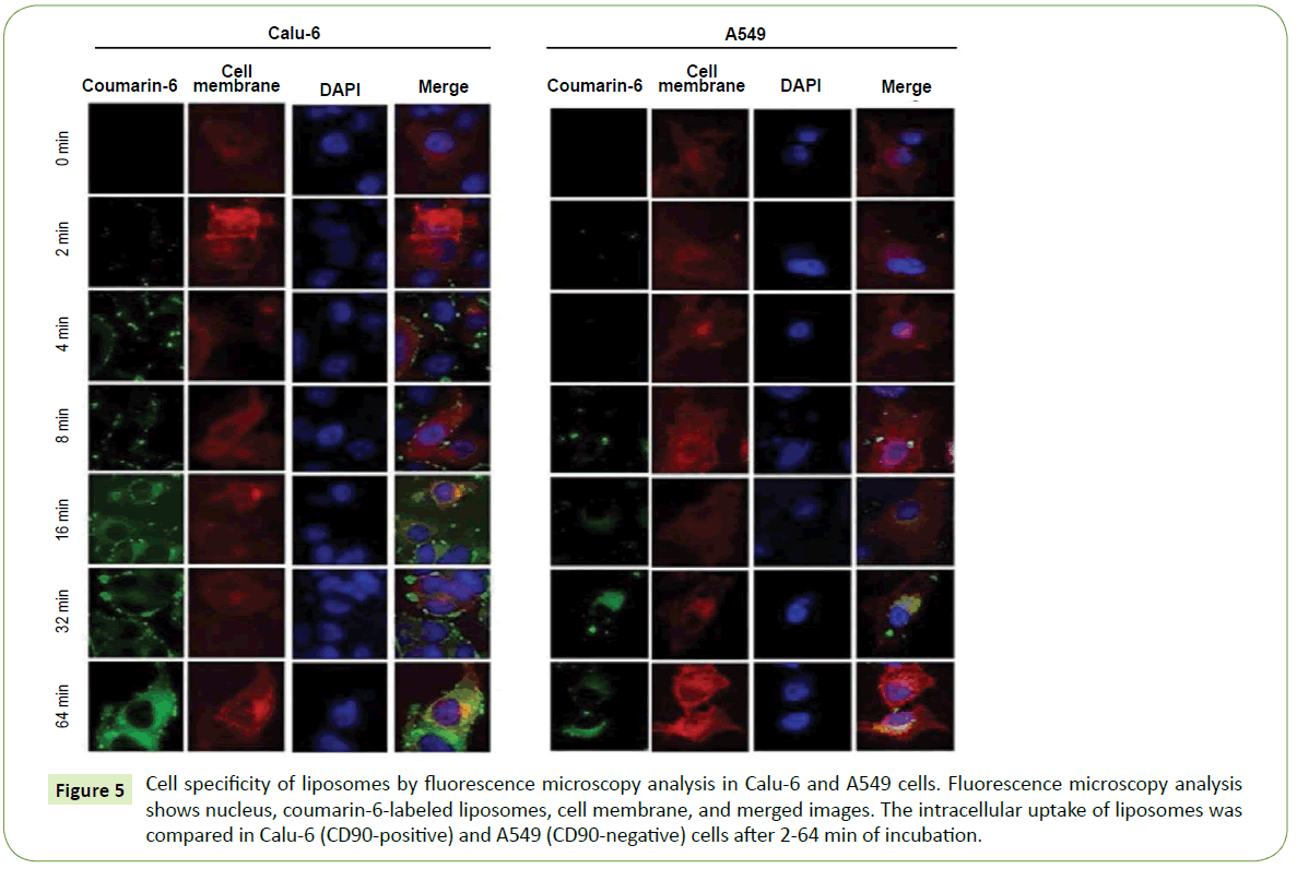 nanotechnology-Cell-specificity-liposomes