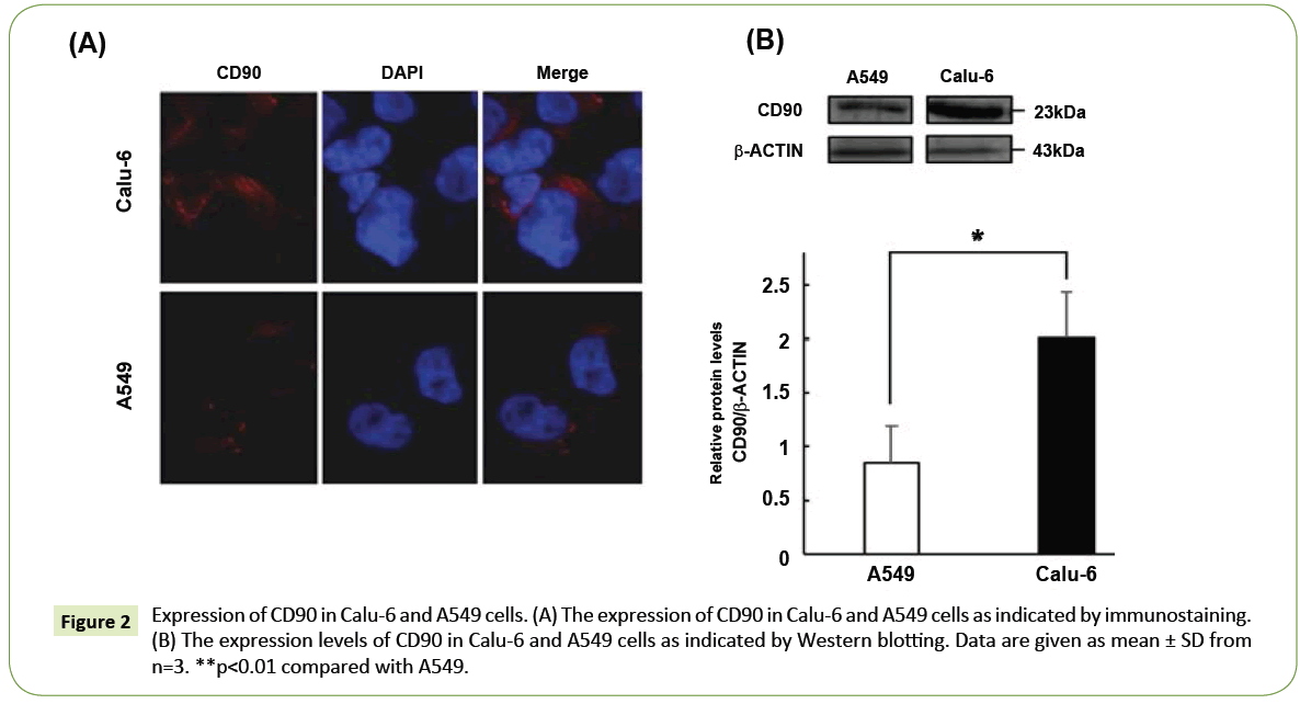 nanotechnology-Expression-immunostaining-Western