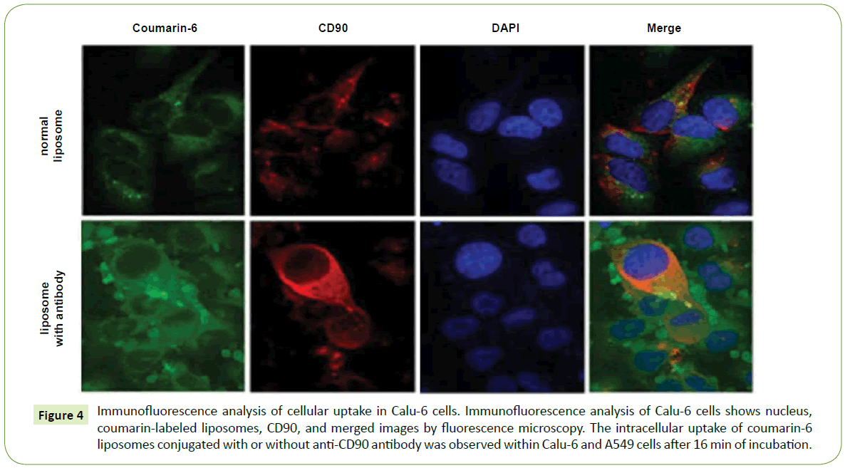 nanotechnology-Immunofluorescence-cellular-nucleus